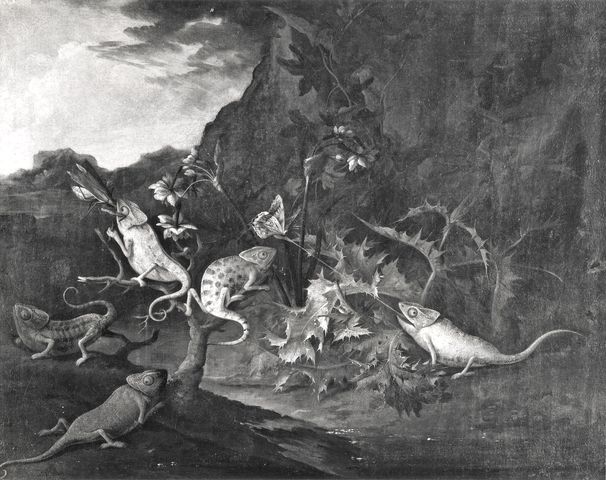 A. C. Cooper — Marseus van Schrieck Otto - sec. XVII - Sottobosco con camaleonti e insetti — insieme
